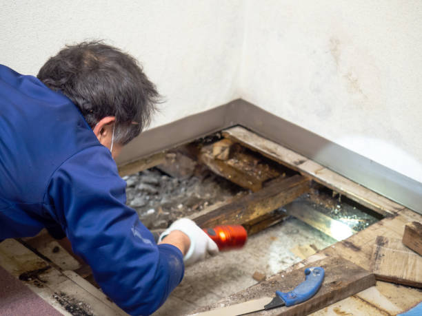 Reliable Rogue River, OR Mold Remediation Solutions
