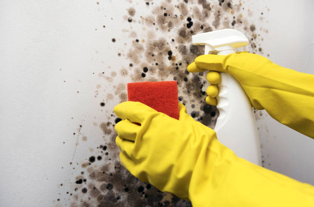 Best Residential Mold Remediation in Rogue River, OR