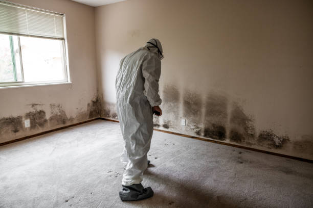 Best Residential Mold Remediation in Rogue River, OR